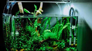 Beleuchtung eines Aquariums Beleuchtung eines Aquariums