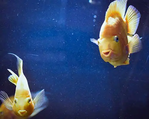 Fische im Aquarium Fische im Aquarium