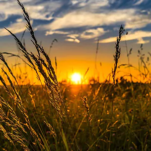 Sonnenuntergang Sonnenuntergang auf einer Wiese