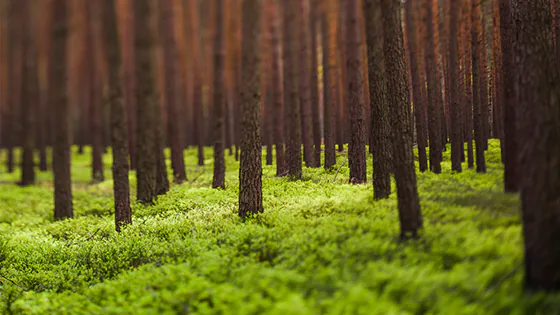 Wald mit Nadelbäumen Wald mit Nadelbäumen